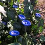 Floral decoration - Round small glass flower in dark blue, light blue color - CARNEOL GLASS