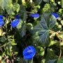 Floral decoration - Round small glass flower in dark blue, light blue color - CARNEOL GLASS