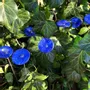 Floral decoration - Round small glass flower in dark blue, light blue color - CARNEOL GLASS