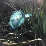 Floral decoration - Medium Blue-Green Glass Flower (50cm stem) - CARNEOL GLASS