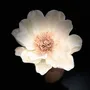 Décorations florales - Diffuseur aromatique, vase et fleur pour parfum d'ambiance intérieur - ANOQ