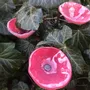 Floral decoration - Glass Calabel Flower "Outdoor" in Pink-Black Color - CARNEOL GLASS