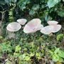 Floral decoration - Middle sized Glass Calla Flower For Outside In Pink-White - CARNEOL GLASS