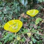 Floral decoration - Middle sized Glass Calla Lilly For Outside In Transp.-Yellow - CARNEOL GLASS