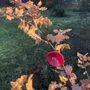 Floral decoration - Medium -sized glass calabel flower for outdoor in red-black colour with 43 cm stainless steel stem. - CARNEOL GLASS