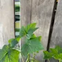 Floral decoration - Green-white glass stake for pots 40 cm - CARNEOL GLASS