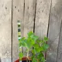 Floral decoration - Green-white glass stake for pots 40 cm - CARNEOL GLASS