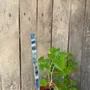 Floral decoration - White-Blue glass stake for pots 40 cm - CARNEOL GLASS