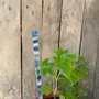 Floral decoration - White-Blue glass stake for pots 40 cm - CARNEOL GLASS
