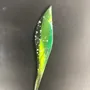 Floral decoration - Small dark green leaf with white gestures - CARNEOL GLASS