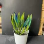 Floral decoration - Small dark green leaf with white gestures - CARNEOL GLASS