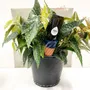 Vases - SANTO – le cône d’arrosage émaillé - COMMON PLACE YOUR URBAN JUNGLE