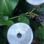 Floral decoration - Round small flower for outdoor use in white-orange colour - CARNEOL GLASS