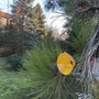 Floral decoration - Medium -sized glass calabel flower for outdoor in transparent, orange, yellow colour with 43 cm stainless steel stem. - CARNEOL GLASS