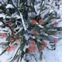 Floral decoration - Round small glass flower for outdoor use in transparent, orange, red colour with 43 cm stainless steel stem - CARNEOL GLASS