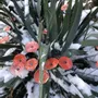 Floral decoration - Round small glass flower for outdoor use in transparent, orange, red colour with 43 cm stainless steel stem - CARNEOL GLASS