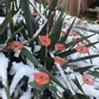 Floral decoration - Round small glass flower for outdoor use in transparent, orange, red colour with 43 cm stainless steel stem - CARNEOL GLASS