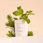 Candles - Mint leaf scented candle white glass - 6,40oz 100% vegetable wax - TANDEM FRAGRANCES