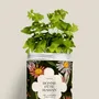 Floral decoration - Seed Kit - Happy Mother's Day - DIAIWAIE