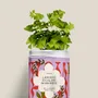 Floral decoration - Seed Kit - Liberty, Equality, Sisterhood - DIAIWAIE
