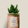 Gifts - D'amour et d'eau fraîche - Mini Aloé - DIAIWAIE