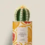 Cadeaux - Juste a perfect day - Mini Cactus - DIAIWAIE