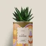 Gifts - La bohème - Mini Aloé - DIAIWAIE