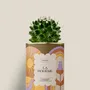 Cadeaux - La bohème - Mini Cactus - DIAIWAIE