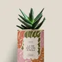 Cadeaux - La vie est une jungle - Mini Aloé - DIAIWAIE