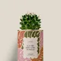 Cadeaux - La vie est une jungle - Mini Cactus - DIAIWAIE