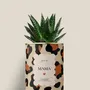 Gifts - Mama - Mini Aloé - DIAIWAIE