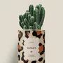 Gifts - Mama - Mini Cactus - DIAIWAIE