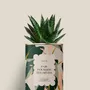 Gifts - Fais pousser tes rêves - Mini Aloé - DIAIWAIE