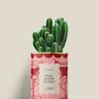 Gifts - FEEL GOOD QUEEN - Mini Cactus - DIAIWAIE
