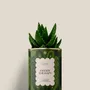 Gifts - GREEN THERAPY - Mini Aloé - DIAIWAIE
