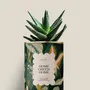 Cadeaux - Home Green Home - Mini Aloé - DIAIWAIE