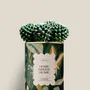Cadeaux - Home Green Home - Mini Cactus - DIAIWAIE