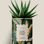 Cadeaux - Home Green Home - Maxi Aloé - DIAIWAIE