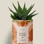 Cadeaux - Maman Chérie - Mini Aloé - DIAIWAIE