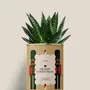 Gifts - Merry Chrismas - Mini Aloé - DIAIWAIE