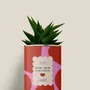 Gifts - More amor por favor - Mini Aloé - DIAIWAIE
