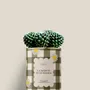 Cadeaux - La maison du bohneur - Mini Cactus - DIAIWAIE