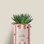 Gifts - La vie en rose - Mini aloé - DIAIWAIE