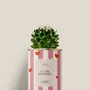 Cadeaux - La vie en rose - Mini Cactus - DIAIWAIE