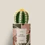 Gifts - Mère veilleuse - Mini Cactus - DIAIWAIE