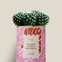 Gifts - Plante porte bonheur - Maxi Cactus - DIAIWAIE
