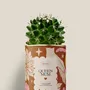 Cadeaux - Queen Mum - Mini Cactus - DIAIWAIE