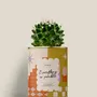 Cadeaux - Everything is possible - Mini Cactus - DIAIWAIE
