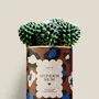 Gifts - Wonder mum - Mini Cactus - DIAIWAIE