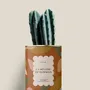 Cadeaux - La mélodie du bohneur - Mini Cactus - DIAIWAIE